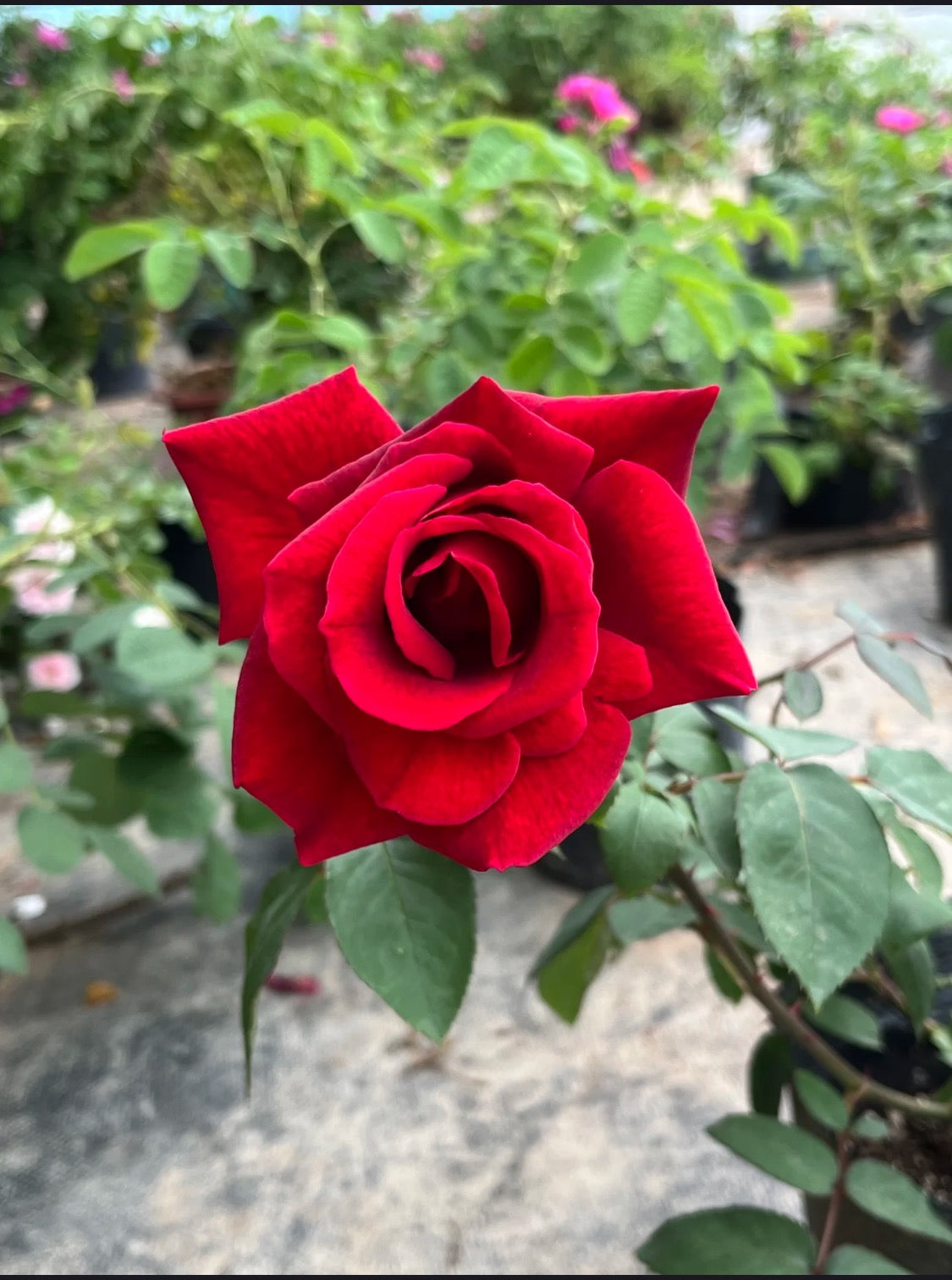 【精選】雲南玉龍雪山有機種植墨紅玫瑰(凍乾)10朵